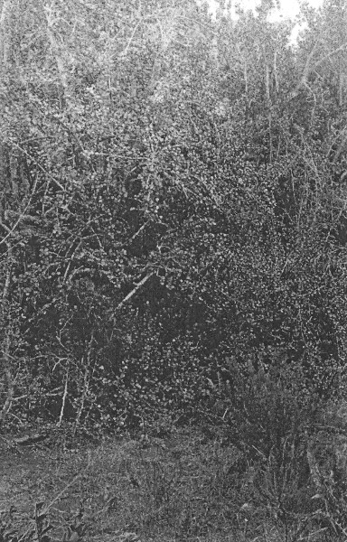 Portulacaria afra thicket, 1919 by Dr H L Shantz
